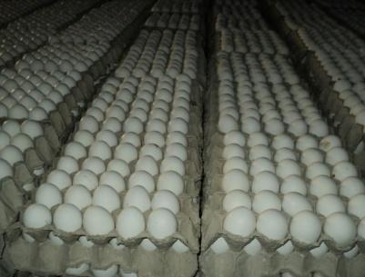 اعتقال شبكة اسرائيلية فلسطينية لتهريب البيض الى اسرائيل