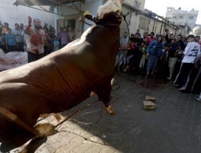 الأضاحي في غزة 2015.. للأغنياء فقط