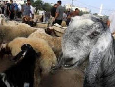 المفتي العام يؤكد جواز التضحية بالأنعام المسمنة