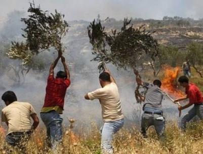 اصابات واحراق اشجار زيتون في سلفيت ورام الله
