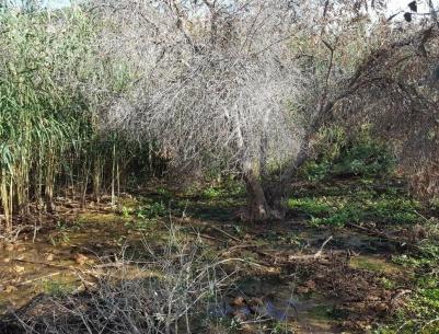 إعدام عشرات أشجار الزيتون بمياه المستوطنات العادمة شرق نابلس