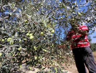 مستوطنون يواصلون سرقة ثمار الزيتون