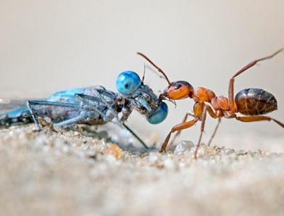 تراجع أعداد الحشرات يهدد الحياة على الأرض