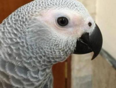 ببغاء ينطق 3 سور قرآنية و350 كلمة مختلفة