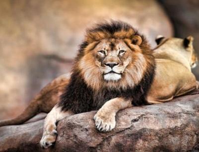 ثلاثة أسود تنقذ فتاة من خاطفيها... إليك الحكاية