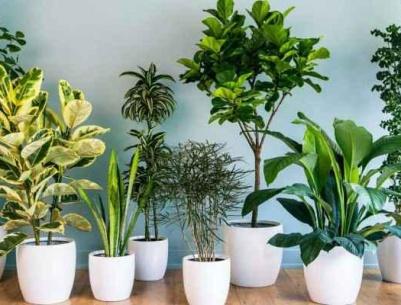 فيديو- نباتات المنزل مهمة لصحتك