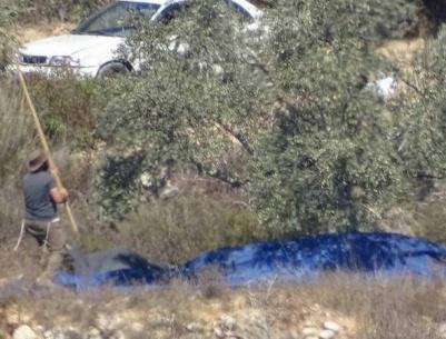 مستوطنون يسرقون ثمار زيتون من أراضي فرعتا وجيت شرق قلقيلية