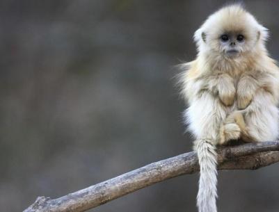 فنجان قهوة يدخل قرداً في غيبوبة