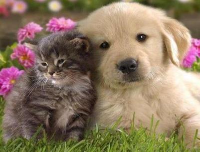 دراسة- الحيوانات الأليفة تقي الأطفال من بعض الأمراض