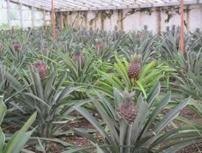 لأول مرة- نجاح تجربة زراعة الاناناس في قطاع غزة