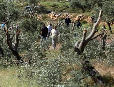 مستعمرون يقطعون نحو 300 شجرة زيتون في سهل ترمسعيا شمال رام الله
