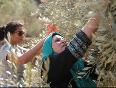 مستوطن يعتدي بالضرب على امرأة خلال قطف الزيتون