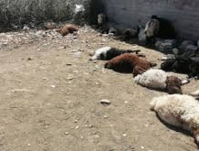 حريق يلتهم مزرعة للأغنام في السموع ويتسبب بنفوق عشرات الأغنام