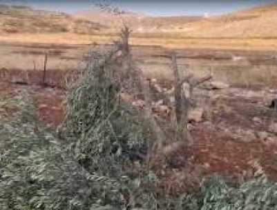 مستعمرون يقطعون 21 شجرة زيتون في المغير شرق رام الله