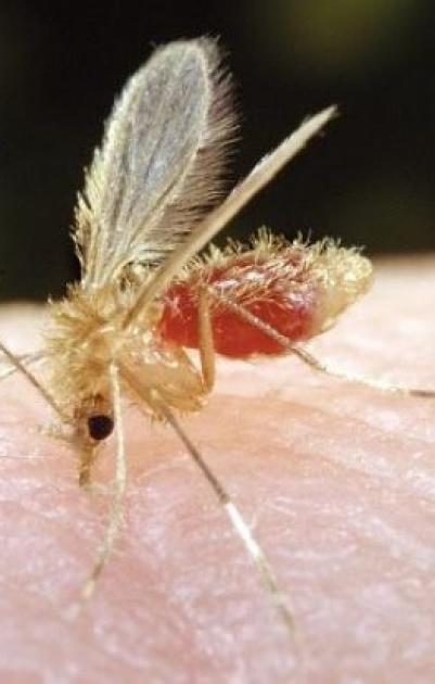 ذبابة الرمل 