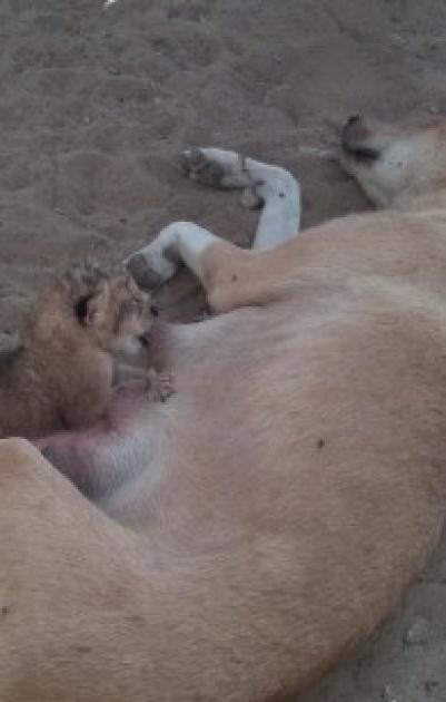 في غزة: كلبة ترضع أسود صغار...حين هجرتهم أمهم دون سبب !!