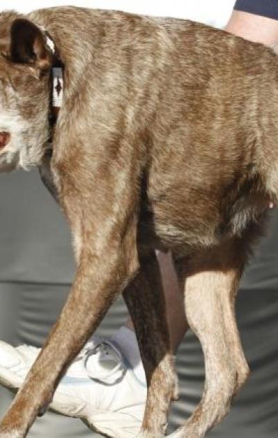 كلب مشوه يفوز بجائزة أقبح كلاب العالم