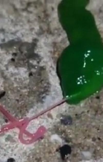 فيديو.. كائن غريب أخضر اللون يرعب سكان تايوان