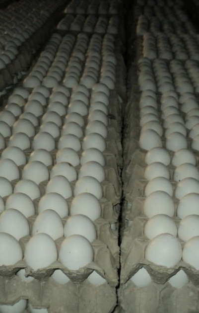 اعتقال شبكة اسرائيلية فلسطينية لتهريب البيض الى اسرائيل