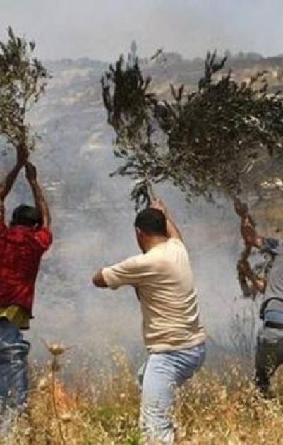 اصابات واحراق اشجار زيتون في سلفيت ورام الله