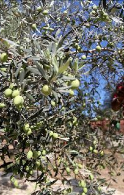 مستوطنون يواصلون سرقة ثمار الزيتون