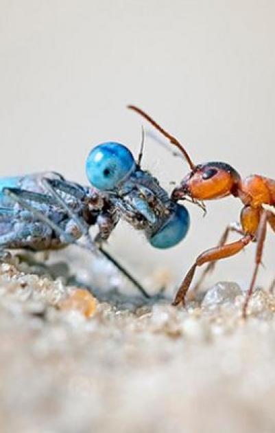 تراجع أعداد الحشرات يهدد الحياة على الأرض