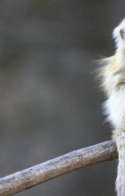 فنجان قهوة يدخل قرداً في غيبوبة