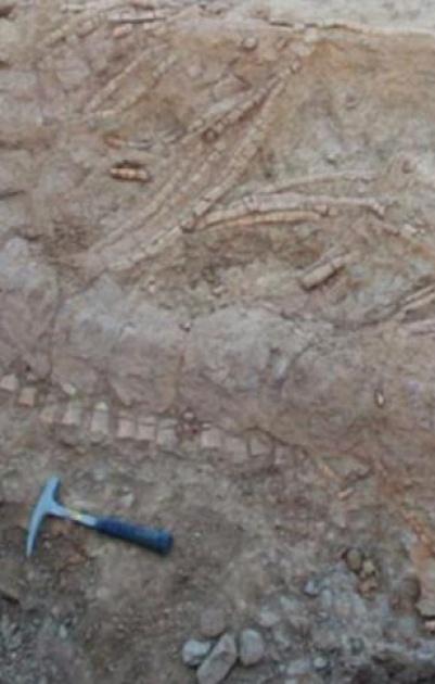 اكتشاف بقايا وحش عاش بالهند قبل 150 مليون سنة