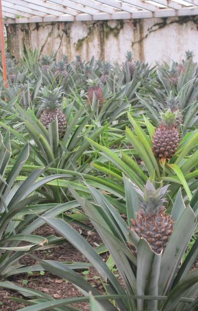 لأول مرة- نجاح تجربة زراعة الاناناس في قطاع غزة