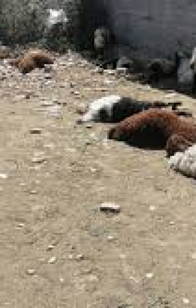 حريق يلتهم مزرعة للأغنام في السموع ويتسبب بنفوق عشرات الأغنام