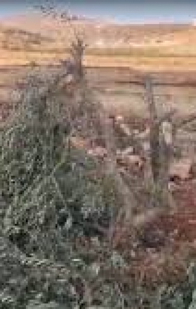 مستعمرون يقطعون 21 شجرة زيتون في المغير شرق رام الله