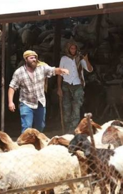 مستعمرون يسرقون 300 رأس غنم وحصانا في دير دبوان شرق رام الله