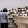 مستوطنون يدنسون مقامات اسلامية في كفل حارس