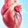 كل ما تريد معرفته عن أمراض القلب