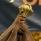 مصر تفوز باستضافة كأس الأمم الإفريقية 2019