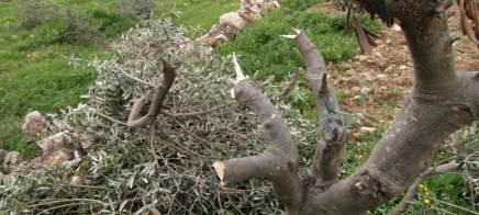 مستعمرون يقطعون عشرات أشجار الزيتون في مخماس شمال القدس