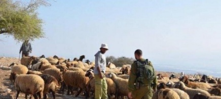 رام الله.. مستوطنون يسرقون 200 رأس غنم ومركبة في كوبر