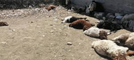 حريق يلتهم مزرعة للأغنام في السموع ويتسبب بنفوق عشرات الأغنام