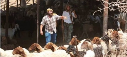 مستعمرون يسرقون 300 رأس غنم وحصانا في دير دبوان شرق رام الله
