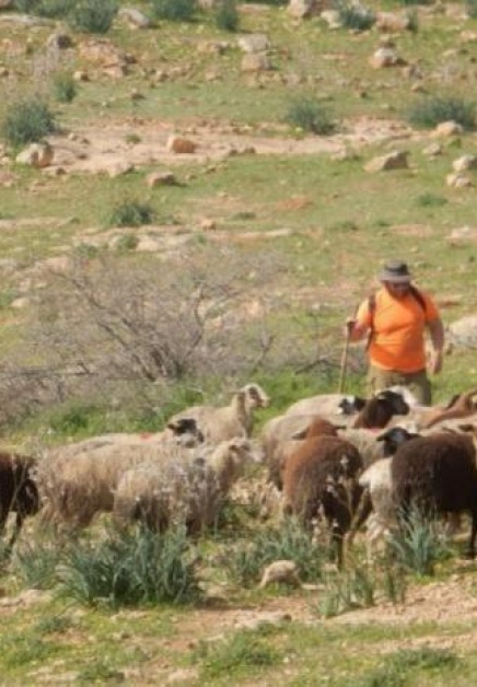 مستعمرون يرعون أغنامهم في أراضي برقا الزراعية شرق رام الله