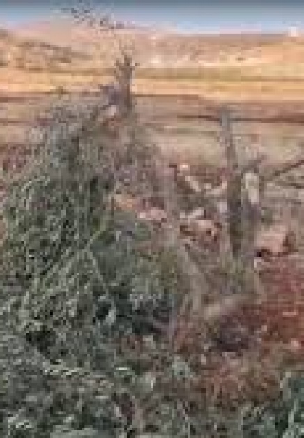 مستعمرون يقطعون 21 شجرة زيتون في المغير شرق رام الله