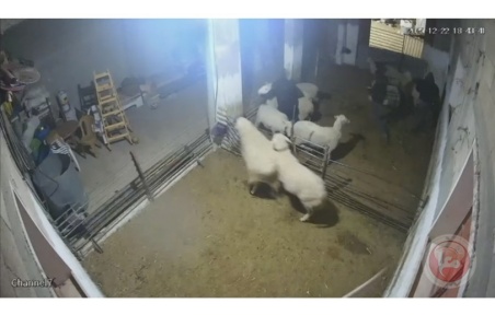 اعتداء وحشي للمستوطنين في السموع: إصابات بين الأطفال وتخريب المنازل والمواشي