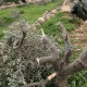 مستعمرون يقطعون عشرات أشجار الزيتون في مخماس شمال القدس