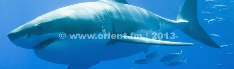 بالفيديو - لحظات مرعبة لزوجين أمام قرش جائع حاول التهامهما