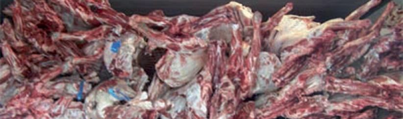 ضبط نصف طن لحم دجاج فاسد برام الله