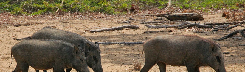 خنازير المستوطنات تتلف مزرعة خضروات جنوب نابلس