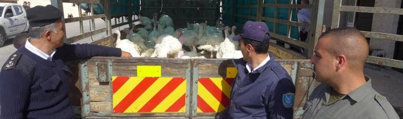 الشرطة تضبط 100 طير غير صالحة للإستهلاك في بيت لحم