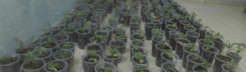 ضبط 183 شتلة ماريجوانا في قلقيلية