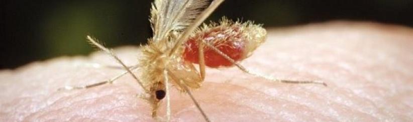 ذبابة الرمل 