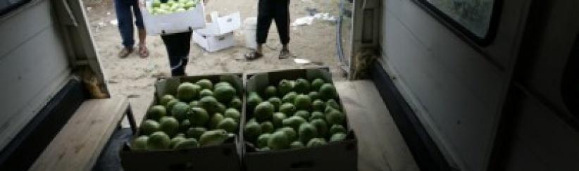 الأردن يفتح أسواقه لاستيعاب فائض انتاج الجوافة الفلسطينية